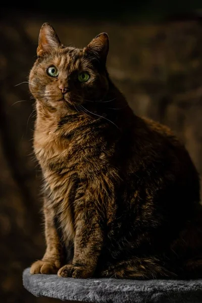 Vertikale Nahaufnahme einer dicken Ingwerkatze, die mit wütendem Blick auf einem Stein sitzt — Stockfoto