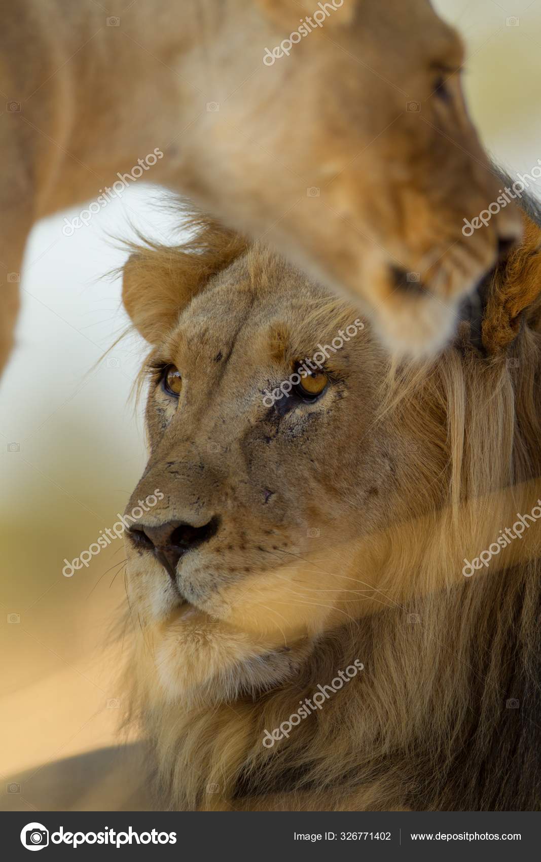 Vertikalt bilde av en løve og en løvinne fanget i ørkenen. – stockfoto ©  Wirestock #326771402, image size:1067x1700