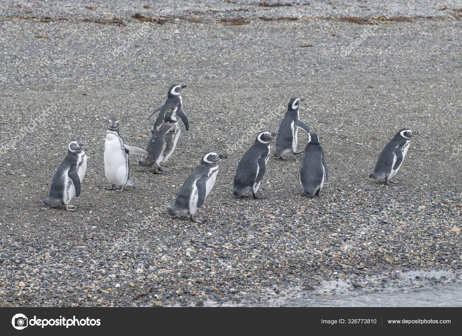 成群结队的企鹅在一块石头上行走，进行交流——图库图片© Wirestock #326773810
