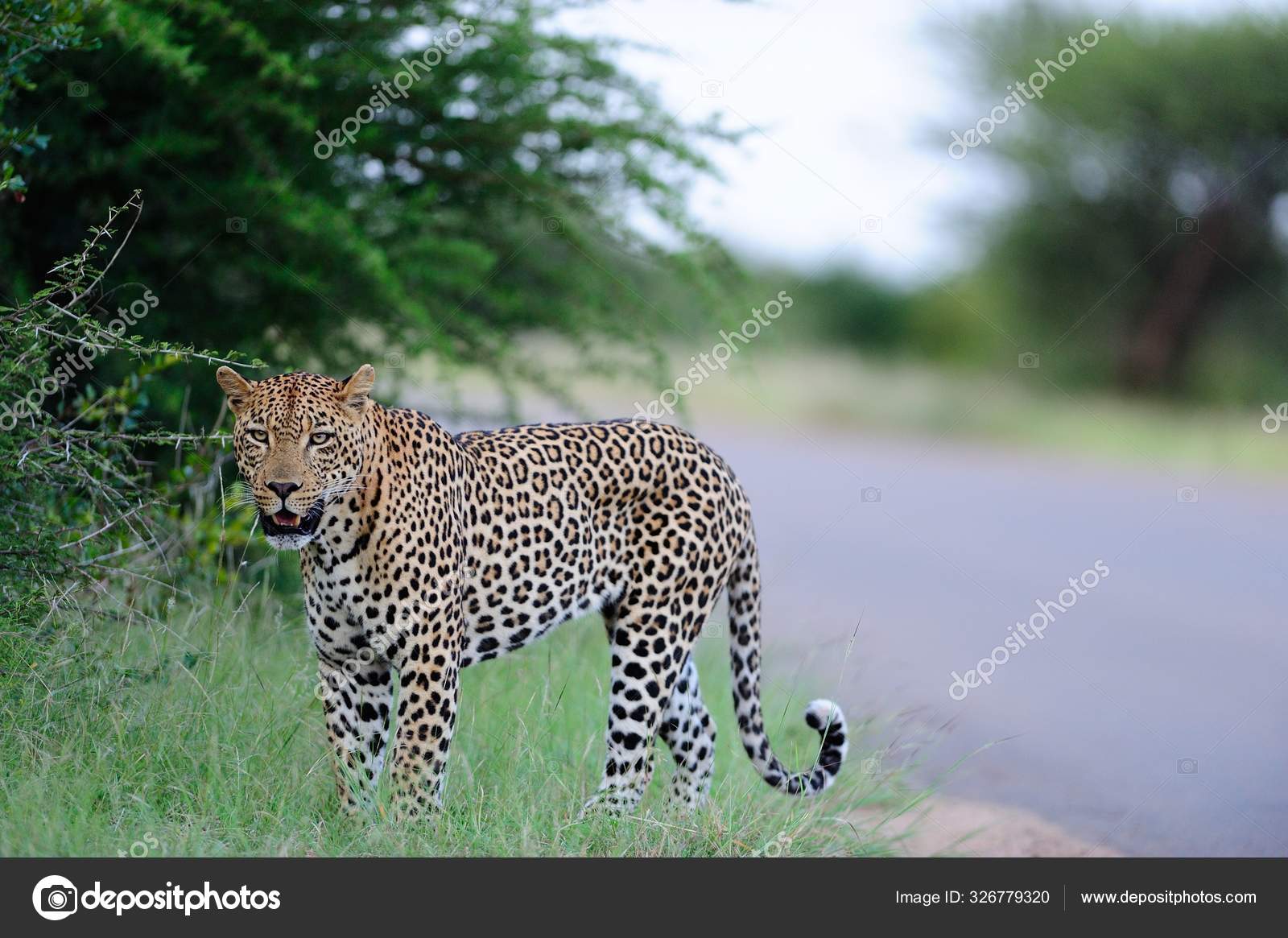 Qiziqarli jinsiy aloqa video