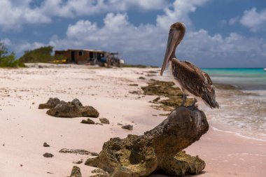 Closeup shot of a cute brown pelican standing on a tree root at the beach in Bonaire, Carribean clipart