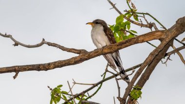 Yellow Billed Cuckoo (Coccyzus americanus) shot off the Boardwalk during Spring migration at Magee Marsh Wildlife Area in Oak Harbor, Oh clipart