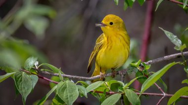 Yellow warbler (Setophaga petechia) shot off the Boardwalk during Spring migration at Magee Marsh Wildlife Area in Oak Harbor, Oh clipart