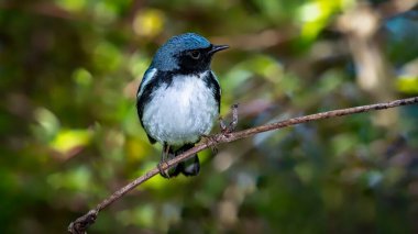 Black Throated Blue Warbler shot off the Boardwalk during Spring migration at Magee Marsh Wildlife Area in Oak Harbor, Oh clipart
