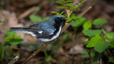 Black Throated Blue Warbler perched off the Boardwalk during Spring migration at Magee Marsh Wildlife Area in Oak Harbor, Oh clipart