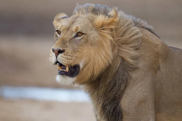 Selektywne Ujęcie Wspaniałego Lwa Środku Pustyni — Zdjęcie stockowe