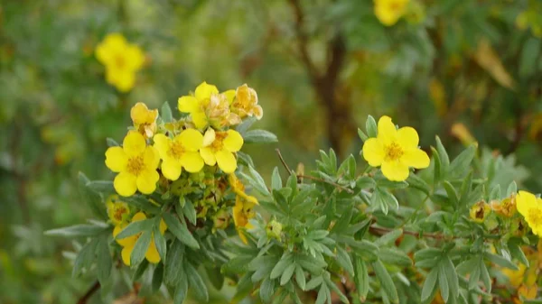 Selective focus shot of beautiful yellow sunroses with blurred background — Stock Photo, Image