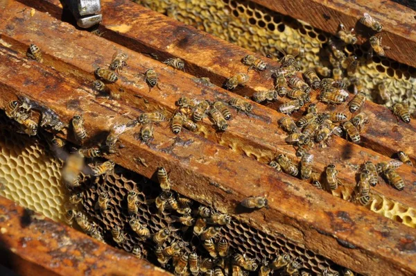 Высокоугловой снимок трудолюбивых пчел, создающих восхитительные соты в улье — стоковое фото