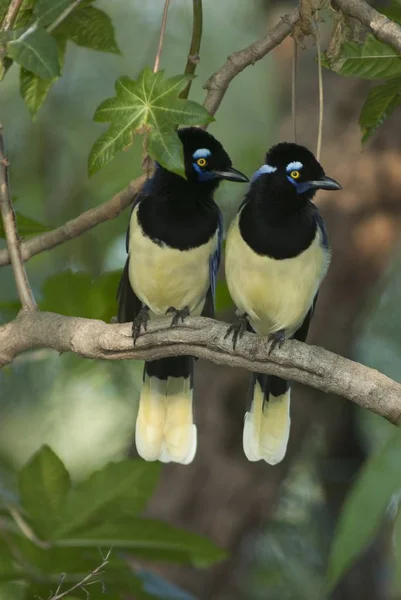 Вертикальный снимок двух милых певчих птиц, сидящих на ветке дерева, смотрящих в сторону — стоковое фото