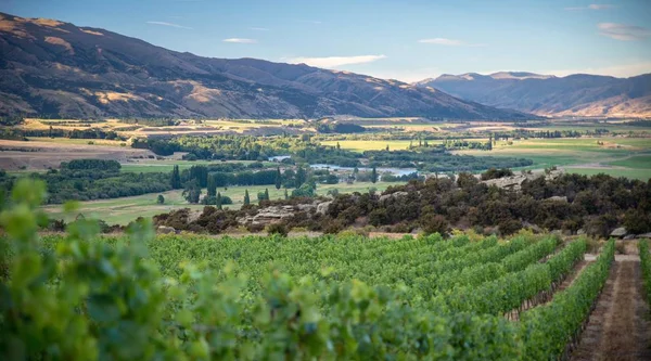 Central Otago Wijngaard Omgeven Door Rotsachtige Bergen Nieuw Zeeland — Stockfoto