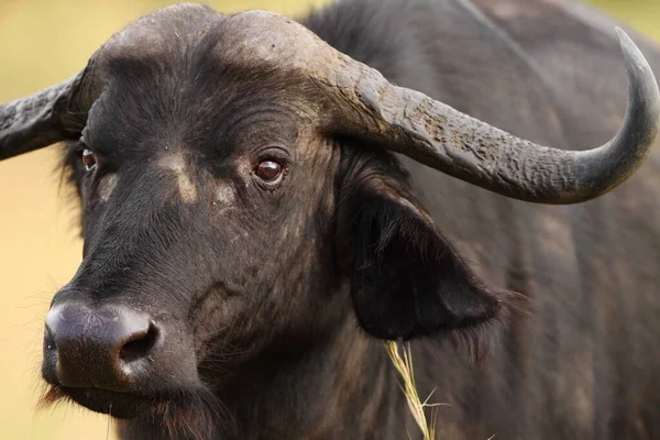 Primer Plano Gran Búfalo Negro Capturado Las Selvas Africanas —  Fotos de Stock