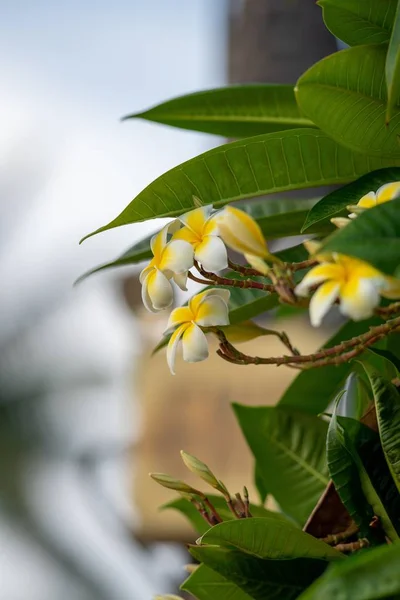 Messa a fuoco verticale selettiva di bellissimi fiori gialli e bianchi e foglie verdi — Foto Stock