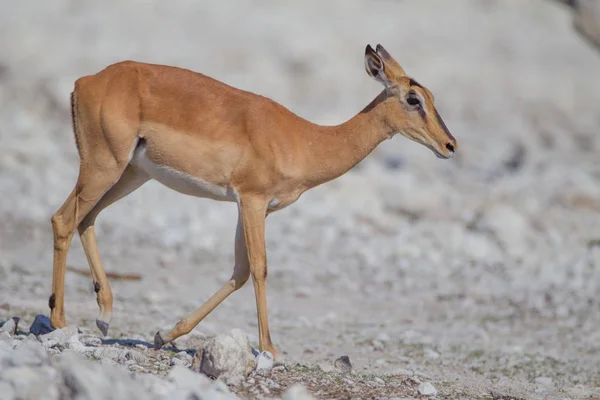 Beautiful baby deer walking on the sand covered ground — Stock Photo, Image