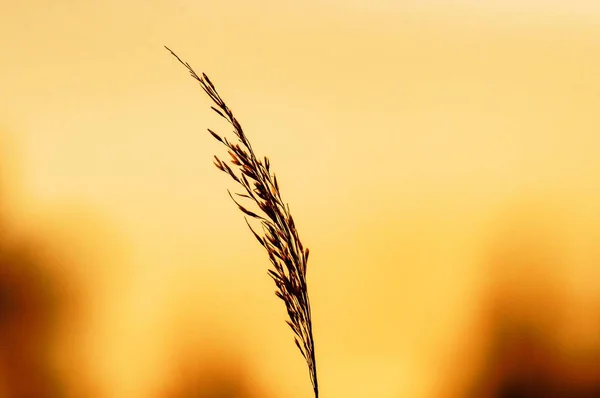 Tiro foco seletivo de uma planta witt o pôr-do-sol embaçado no fundo — Fotografia de Stock