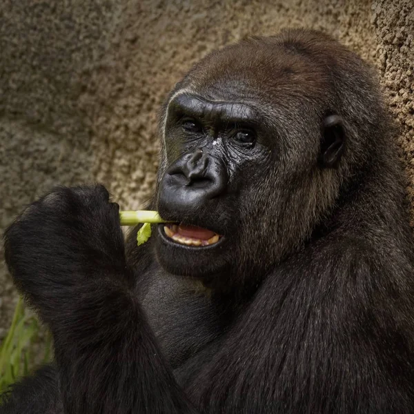 Closeup shot of a beautiful shaggy ape eating a leaf while sitting by the wall — Stock Photo, Image