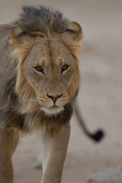 Vertikální selektivní zaostření záběru velkolepého lva uprostřed pouště — Stock fotografie