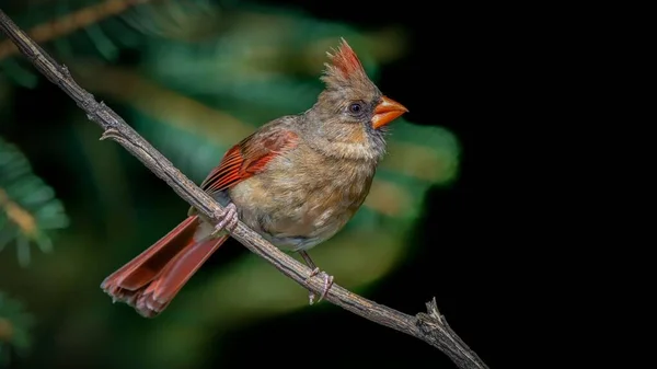 Casa Sparrow Empoleirado Ramo — Fotografia de Stock