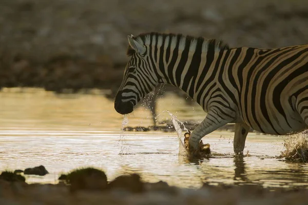Beautiful View Zebra Walking Water Lake — стоковое фото