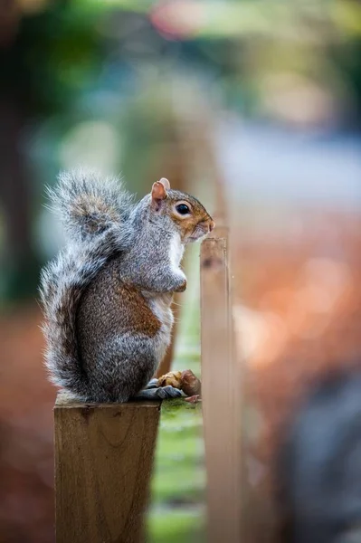 Tiro de close-up vertical de um esquilo bonito sentado em um pedaço de madeira com fundo borrado — Fotografia de Stock