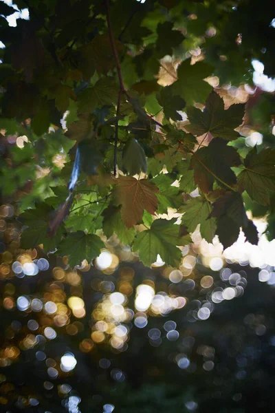 Vue à angle bas des feuilles d'arbre vert sous la lumière du soleil avec un effet bokeh lumières en arrière-plan — Photo