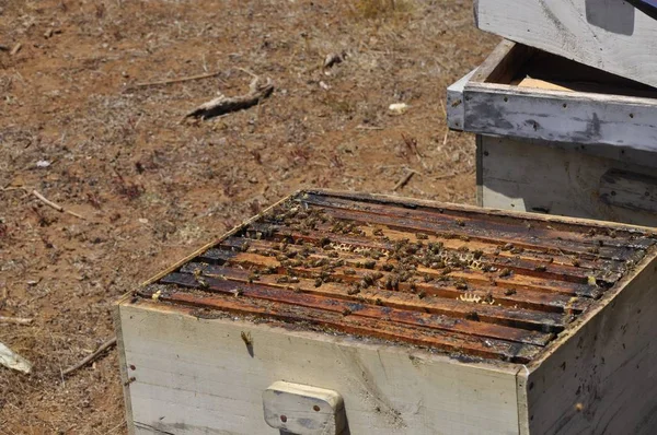 Foto de alto ángulo de abejas trabajadoras creando un delicioso panal en una colmena —  Fotos de Stock