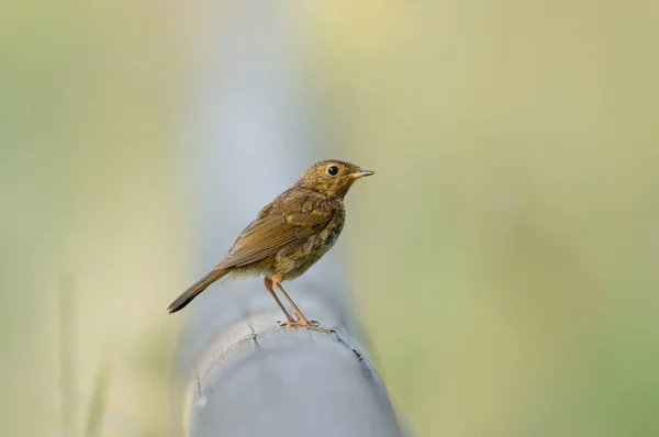 Tiro foco seletivo de um belo pássaro sentado em um tubo entre a grama verde — Fotografia de Stock