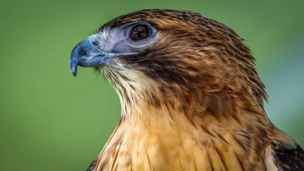 Red Shouldered Hawk Closeup Procura Lanche — Fotografia de Stock