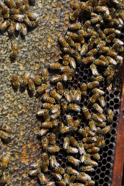 Вертикальный снимок кучки пчел, создающих соты, полные вкусного меда — стоковое фото