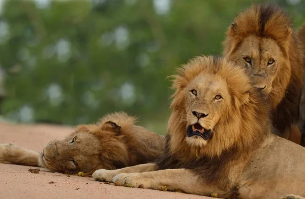 Drei Prachtvolle Löwen Ruhen Auf Dem Boden Mit Den Bäumen — Stockfoto
