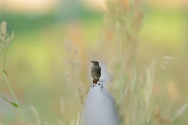 Вибірковий фокус знімок красивого птаха, що сидить на трубі серед зеленої трави — стокове фото