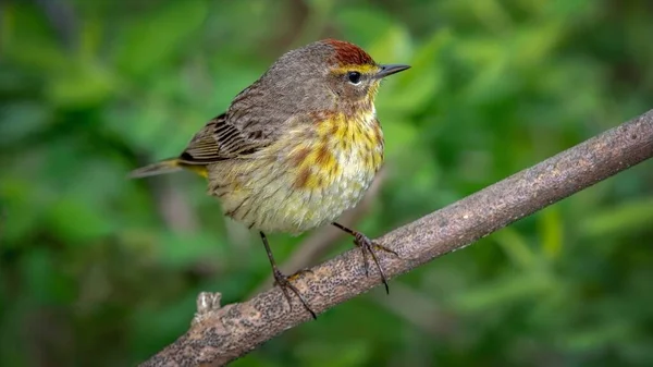 Palm Warbler Setophaga Palmarum Wystrzelony Promenady Podczas Wiosennej Migracji Magee — Zdjęcie stockowe