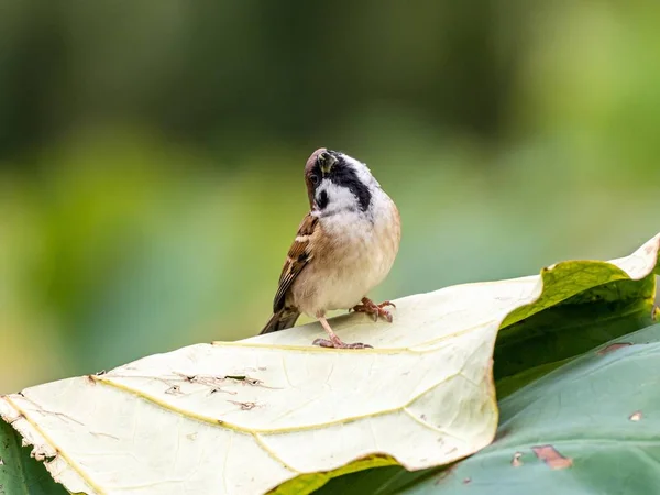 Милая птица, стоящая на листке зеленого растения посреди леса — стоковое фото