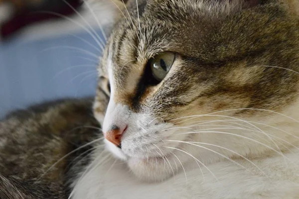 흰색의 수염을 갈색의 고양이의 클로즈업 — 스톡 사진
