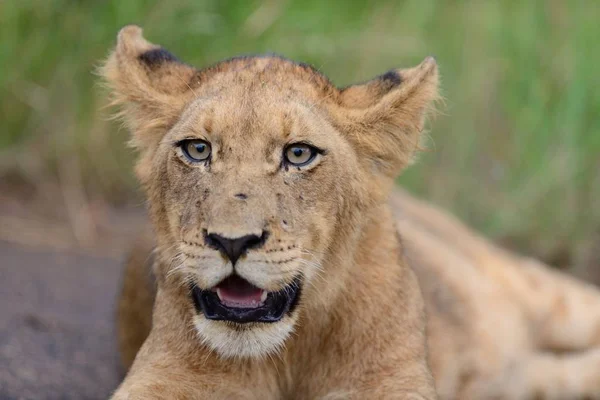 Detailní záběr nádherné lvice na silnici v afrických džunglích — Stock fotografie