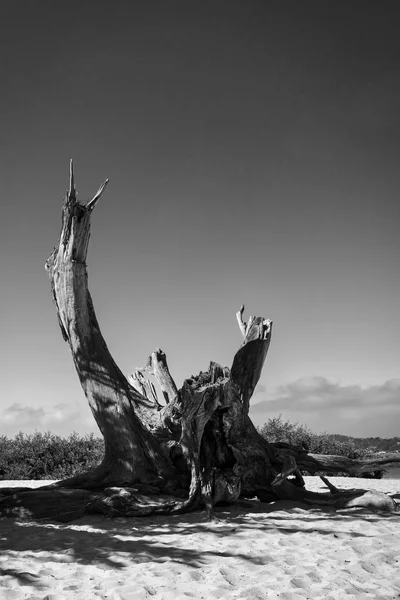 Вертикальний Сірий Знімок Коріння Дерев Під Темним Небом — стокове фото