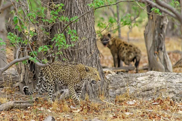 Arka planda bir sırtlan ile ormanda kızgın Afrikalı leopar — Stok fotoğraf