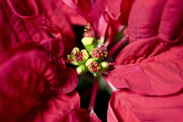 Closeup shot of poinsettia flower petals with a blurred background — Stock Photo, Image