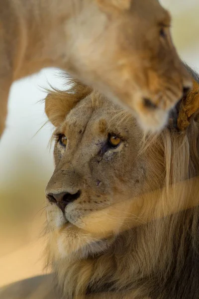 Tiro vertical de un león y una leona capturados en el desierto —  Fotos de Stock