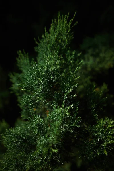 Vertical Closeup Shot Fir Tree Blurred Background — Stock Photo, Image