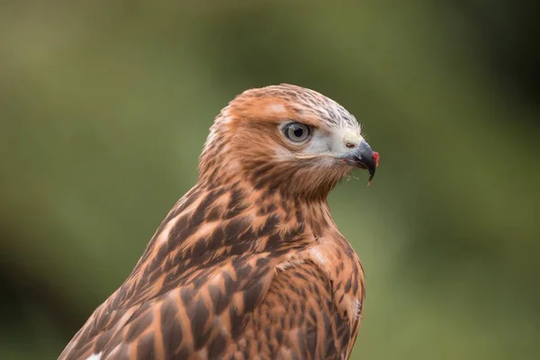 Closeup Shot Falcon Meat Stuck Its Beak — Stock Photo, Image