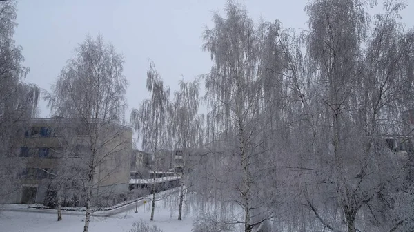 Árboles en el parque cubiertos con una gruesa capa de nieve en un día frío oscuro de invierno — Foto de Stock