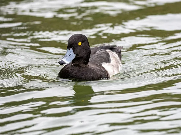 Beau canard Grand Fuligule mignon avec des yeux expressifs au milieu du lac — Photo