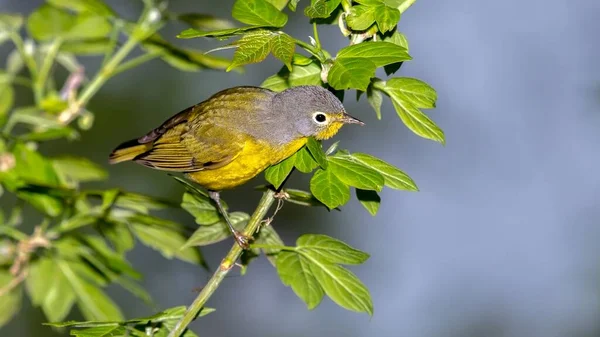 纳什维尔莺 Leiothlypis Ruficapilla 在春季迁徙过程中 在橡树港的Magee沼泽野生动物保护区 Magee Marsh Wildlife Area 向木板路开枪射击 — 图库照片