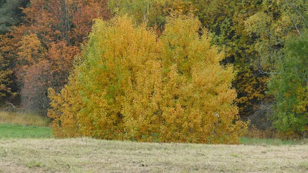 Arbusto grande com folhas amarelas crescendo no campo perto de uma floresta no outono — Fotografia de Stock