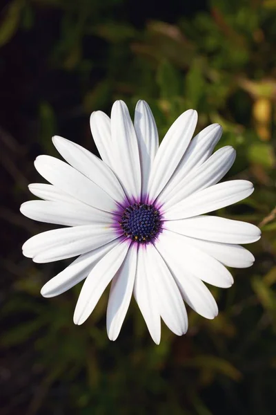 Vertikal Närbild Bild Vit Kronblad Krysantemum Blomma Suddig Bakgrund — Stockfoto