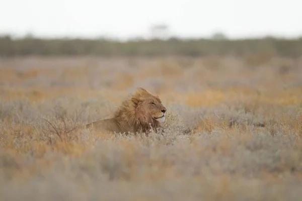 Magnífico león descansando orgullosamente entre la hierba en medio de un campo —  Fotos de Stock