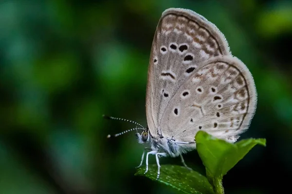 Közelkép Egy Pillangóról Gyönyörű Textúrával Egy Zöld Növényen Homályos Háttérrel — Stock Fotó