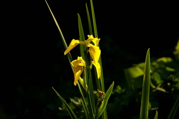 Primer plano de un iris amarillo con largas hojas verdes sobre un fondo oscuro borroso — Foto de Stock