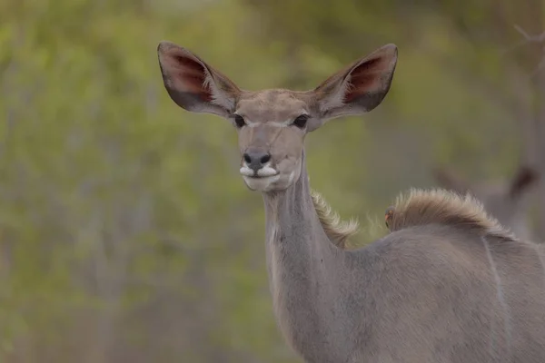 Gros Plan Cerf Avec Des Oiseaux Sur Dos — Photo