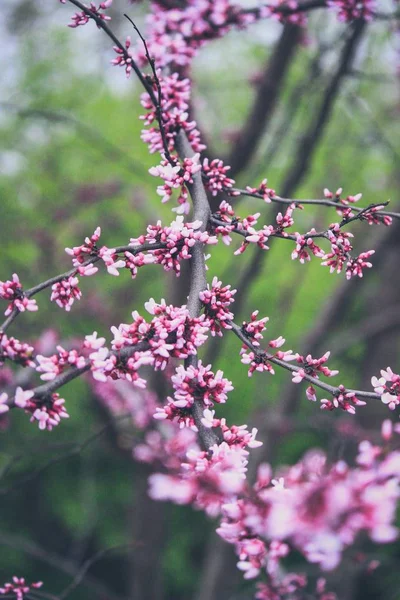Close-up van prachtige paarse spruiten op takken van een boom aan het begin van de lente in een tuin — Stockfoto